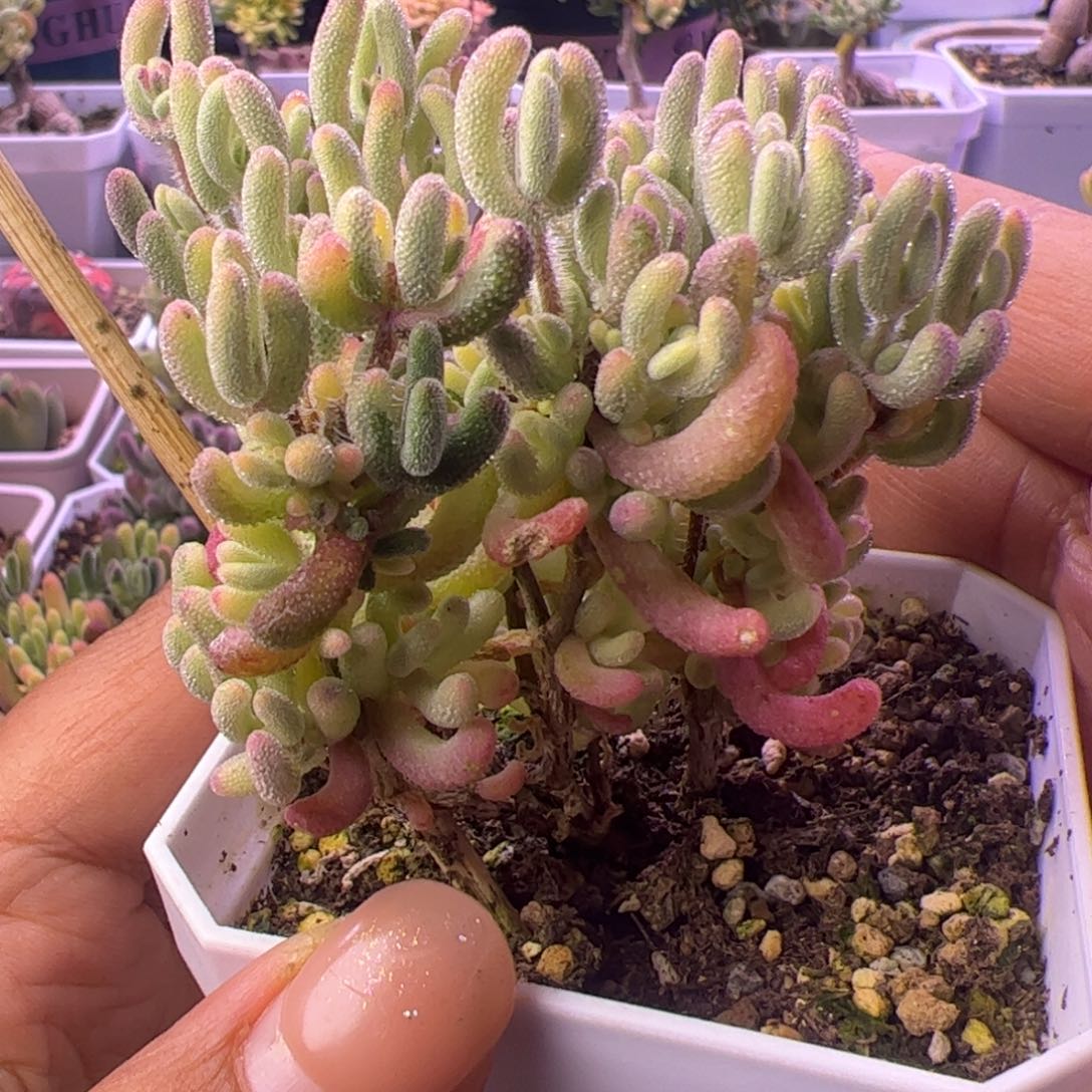 空***新多肉植物枝干紫闪三色带拉丝