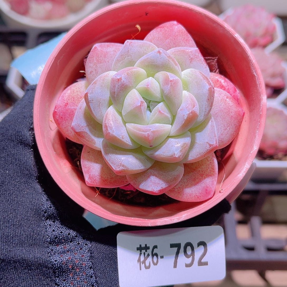 花利美6-792冰玉