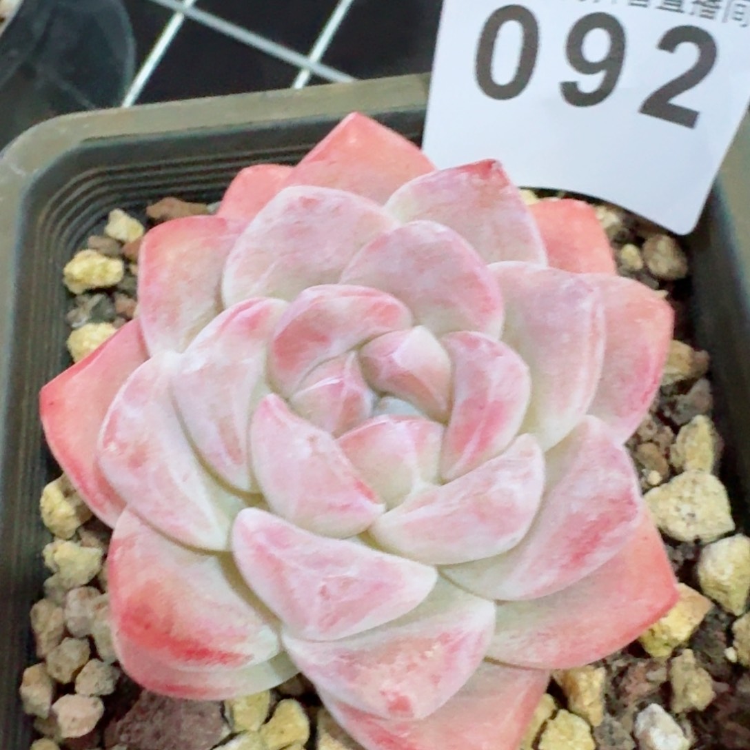 福利         精品多肉