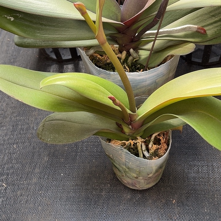 衡***楼无花朵五星一颗变异