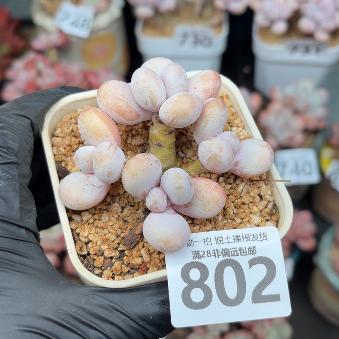 奶酪多肉无盆土发货