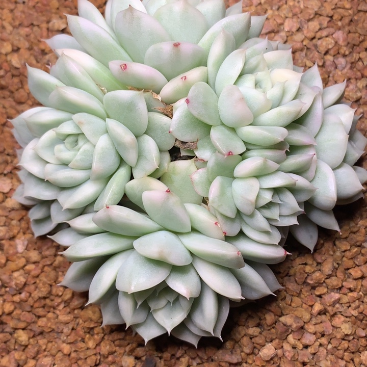 珍妮麦白瓷锦7头裙