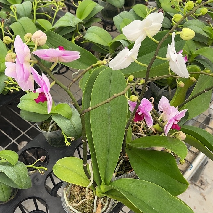 当前无花栽培后可以开花盲盒4颗不售后