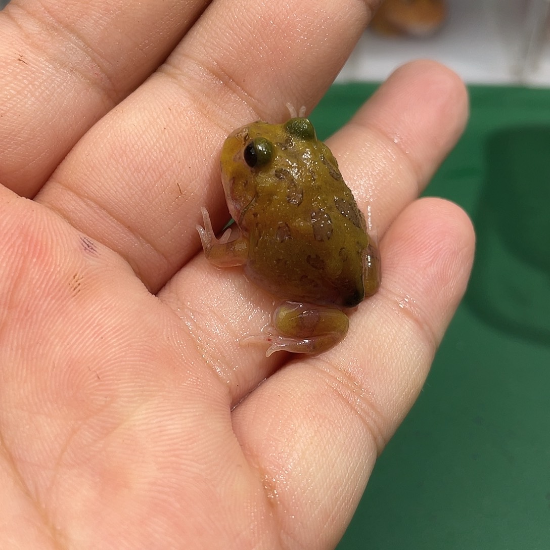 角蛙三基因土豆到货拍摄开箱视频包邮包活