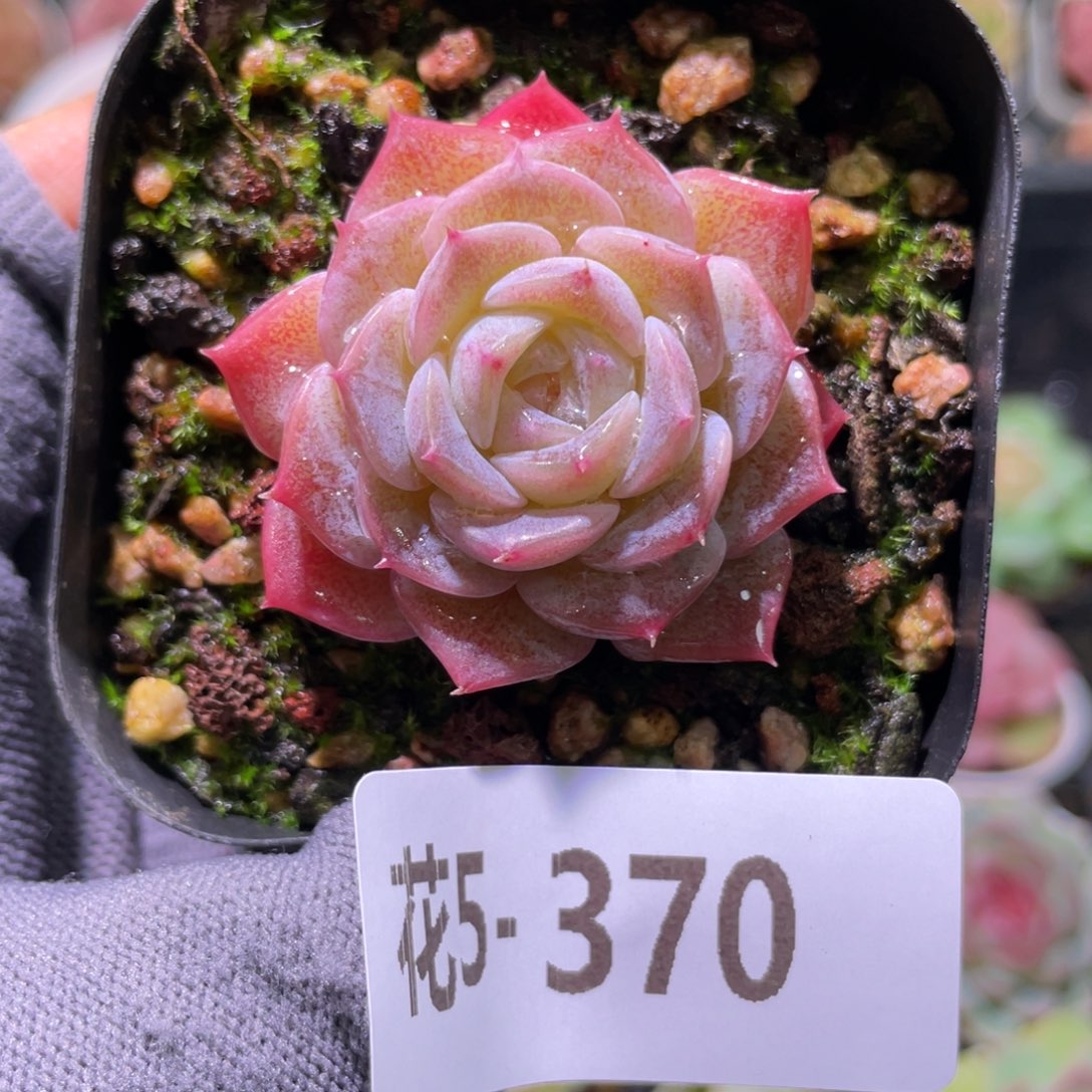 花利美5-370纯爱  