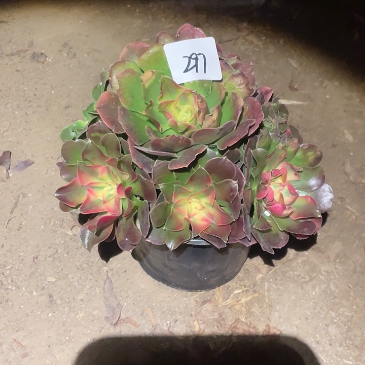 法师植物香妃法师297