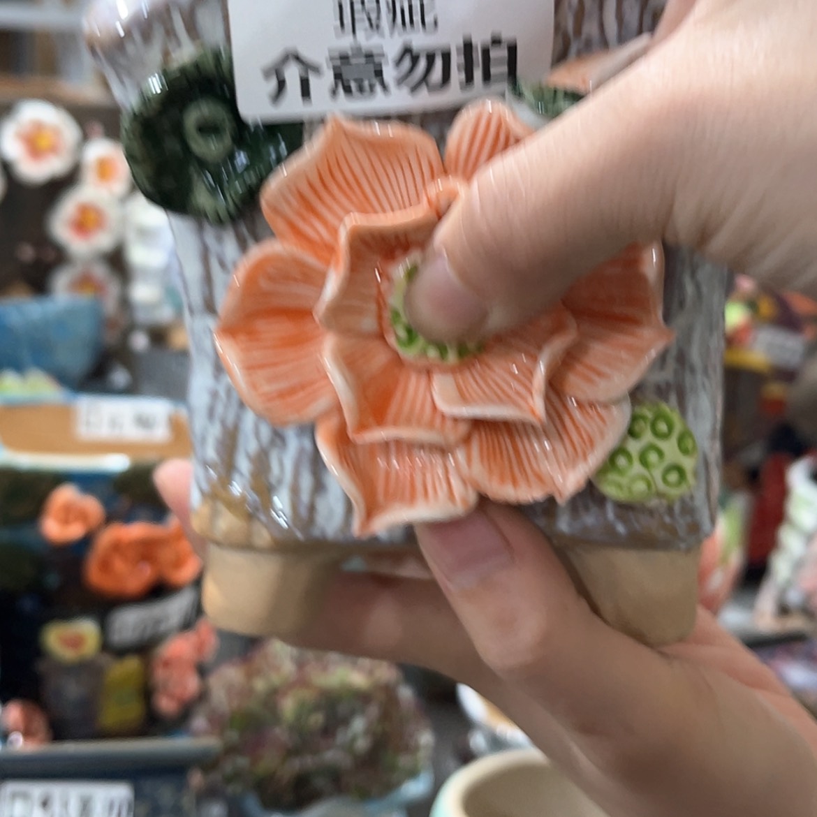 【闪购商品】红陶福利