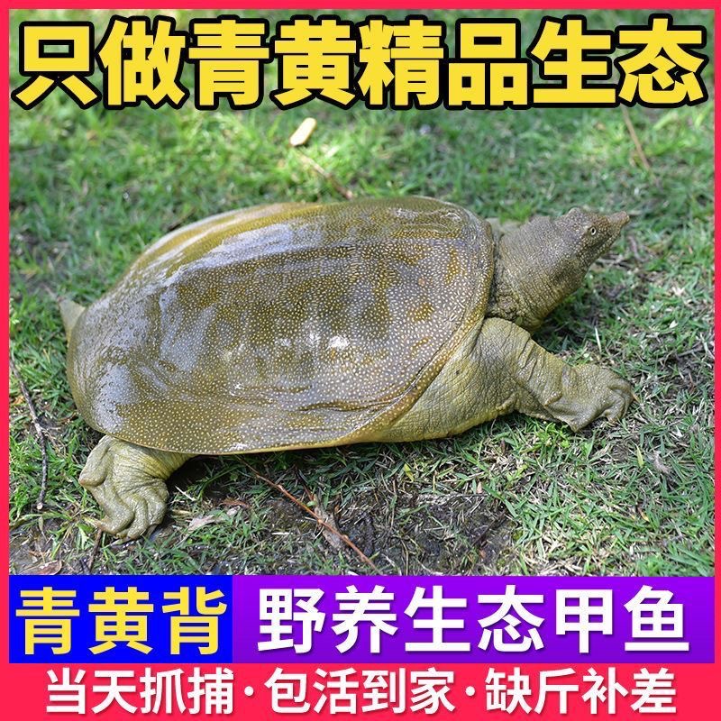 外塘生态甲鱼 3只4-4.5斤青黄背大小公母颜色随机 包活到家A