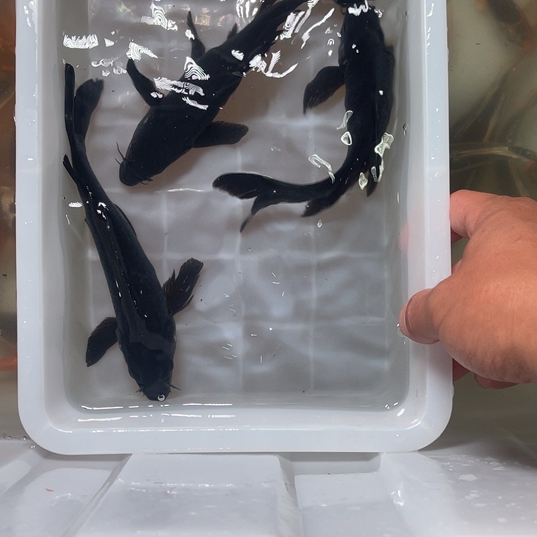 锦鲤包邮，包邮，62