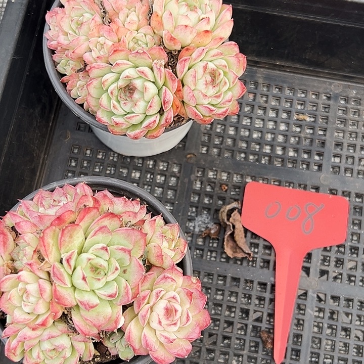 花***蝶两盆原盆麦秆    008号