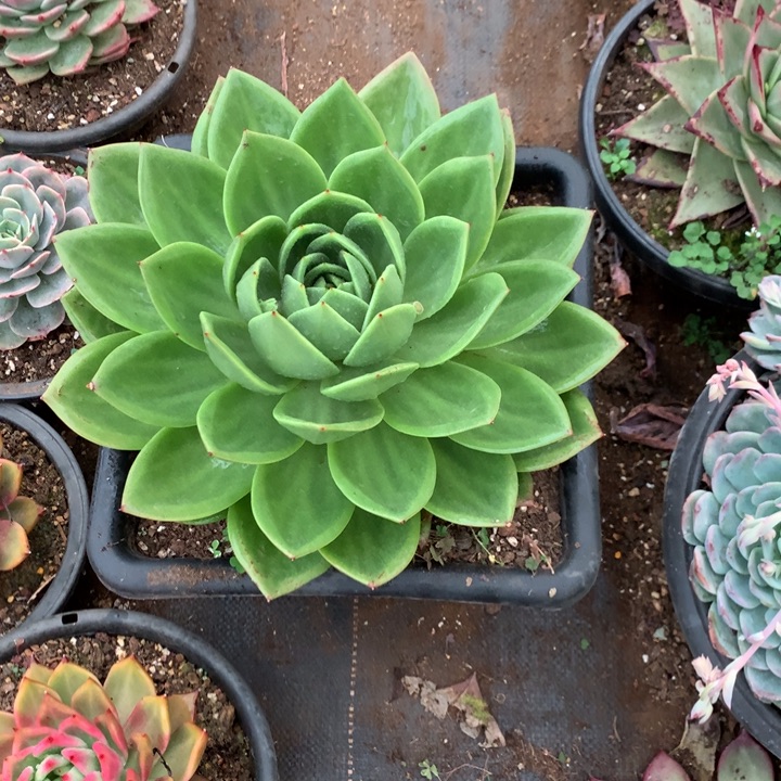 米***思美肉特价活动开始啦