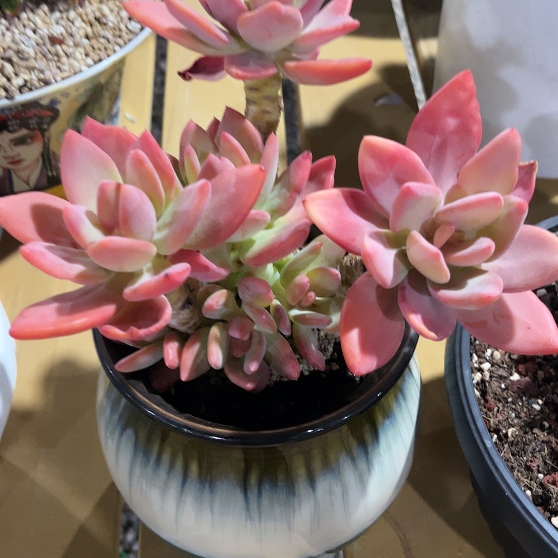 寄养链接的肉肉的肉肉