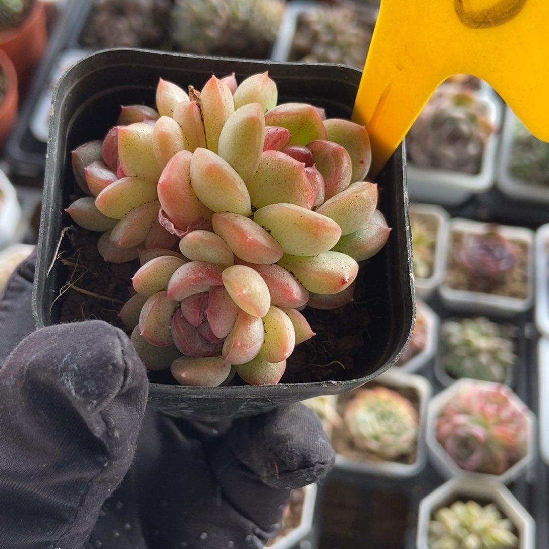 2115琴心多肉植物保护