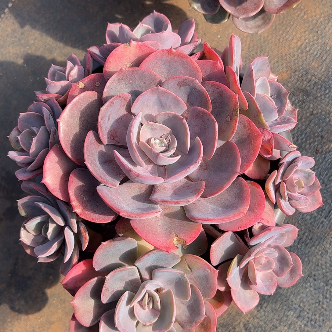 尘埃玫瑰，一物一拍