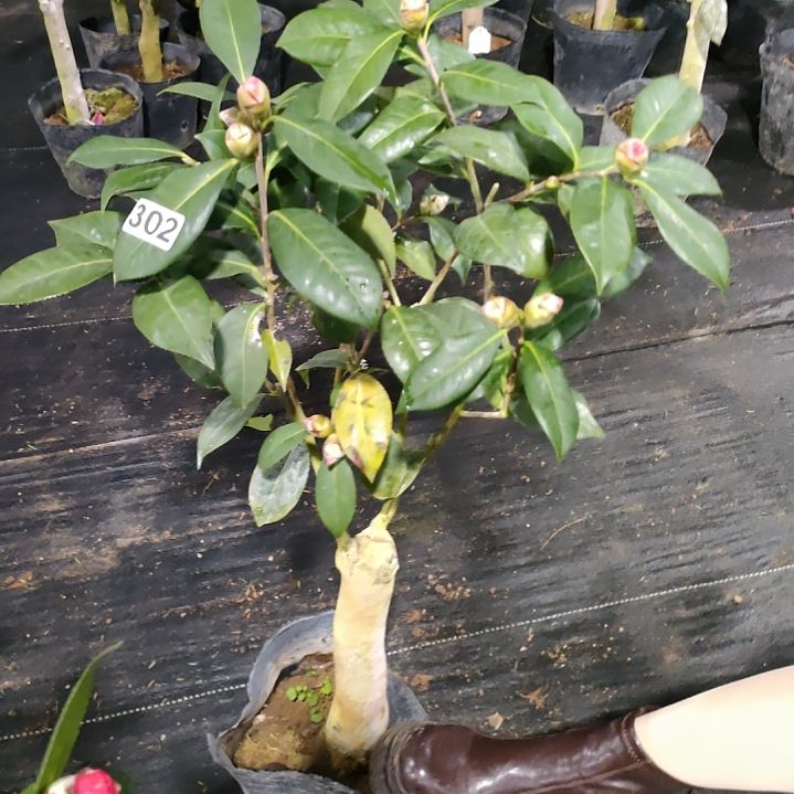 302豪斯，原盆原土发货了。