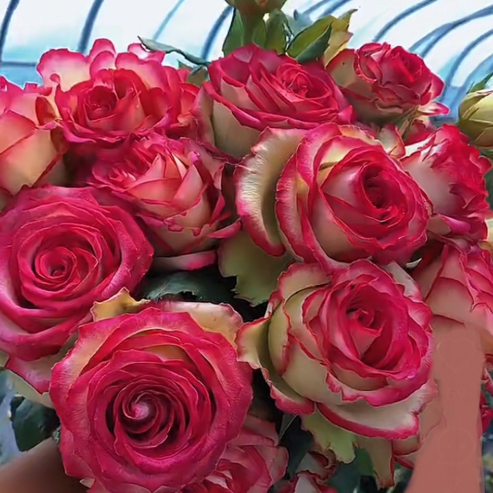 佛罗里达玫瑰花苗花卉切花月季大花阳台庭院盆栽花期长好养