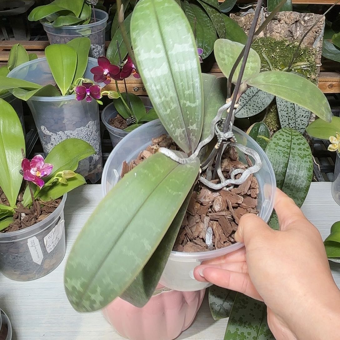 只***苗当前无花栽培后可以开花SWR西蕾丽