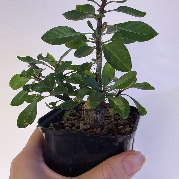 实生簇生福贵一物一拍