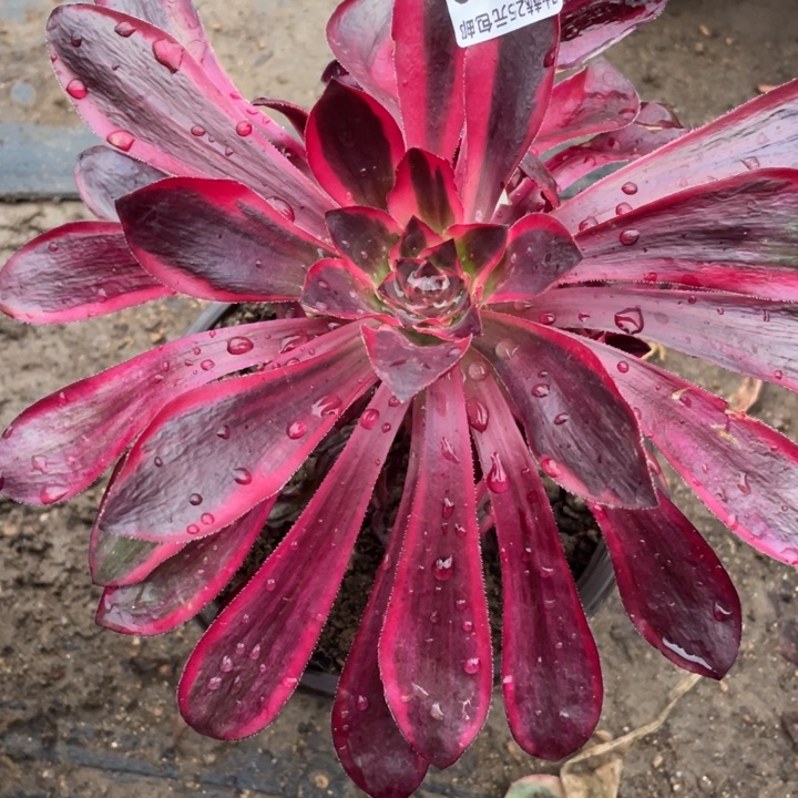 70红膜女多肉12345678