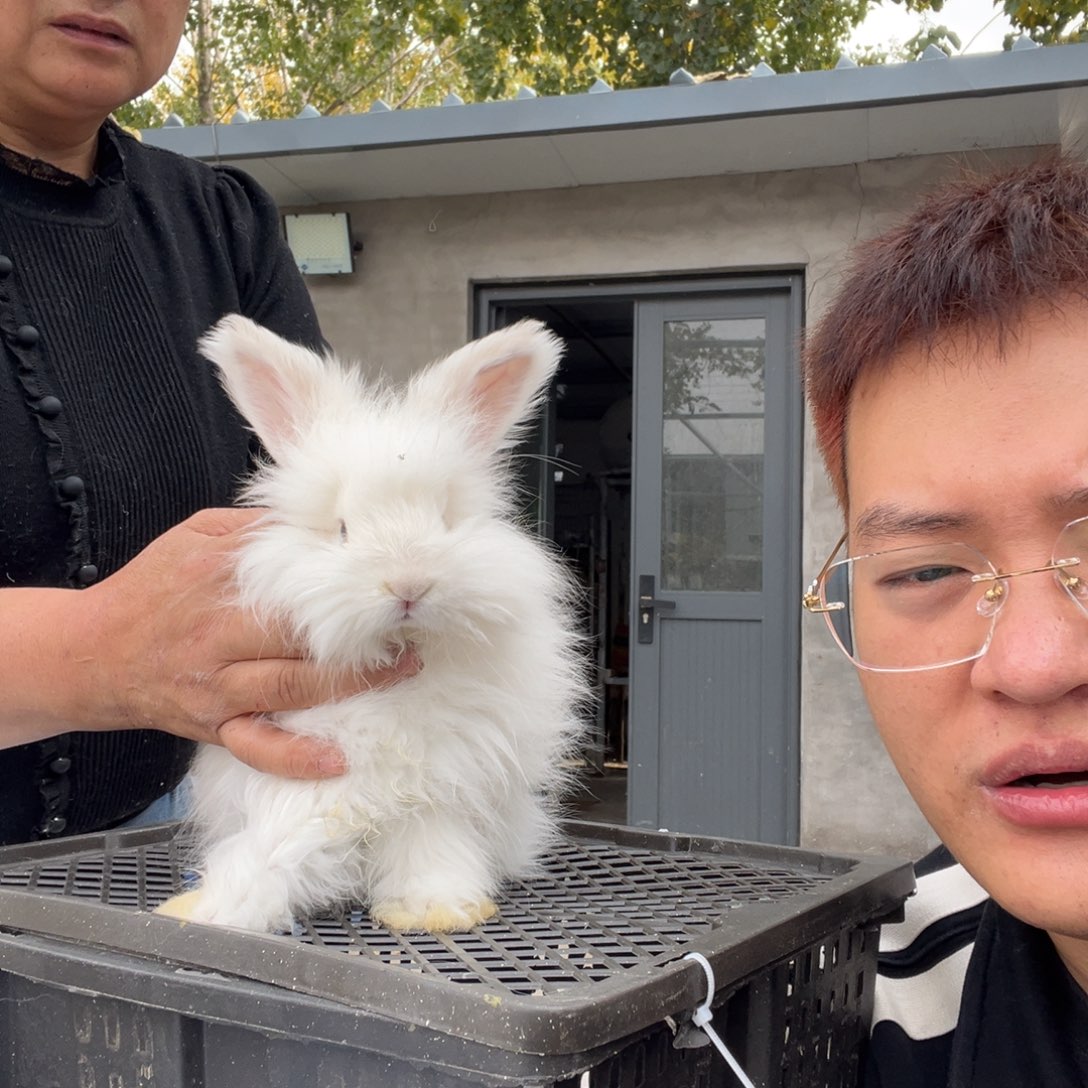 双血统英系安拉兔子