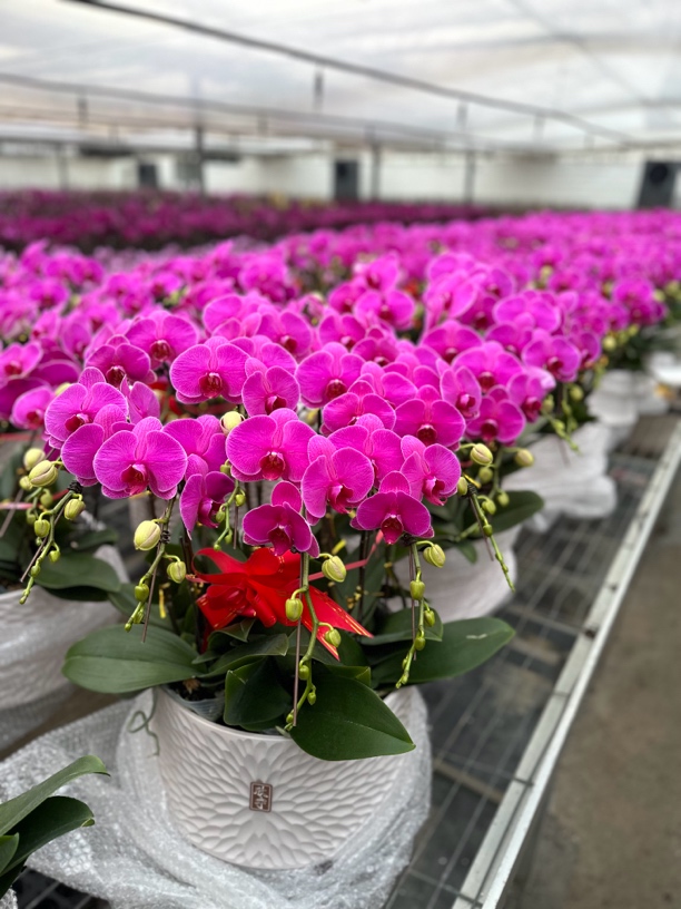 恭喜发财蝴蝶兰双花剑室内摆放鲜花盆栽