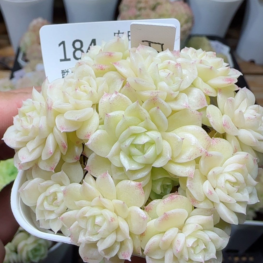 【闪购商品】0310-184（fm-72）