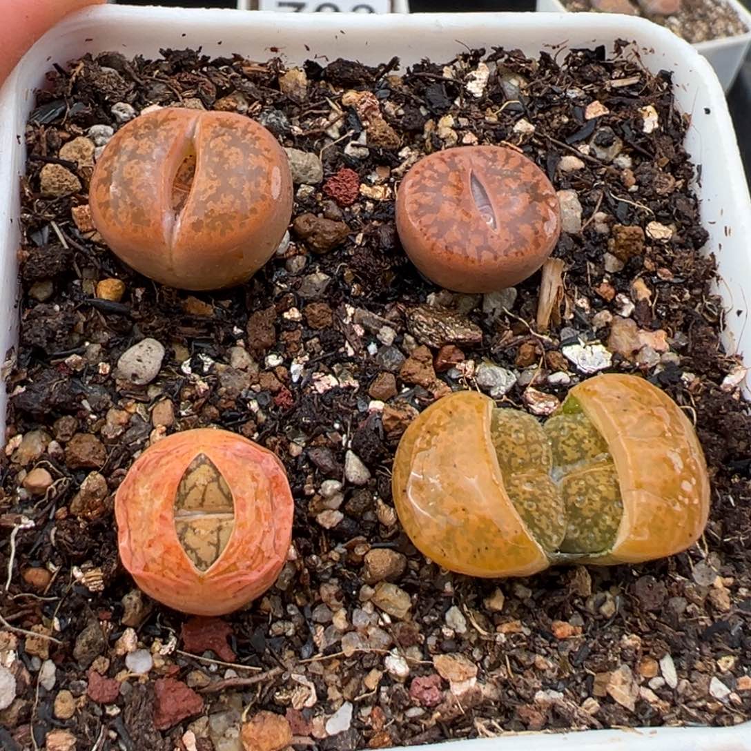 1.26好看的多肉835