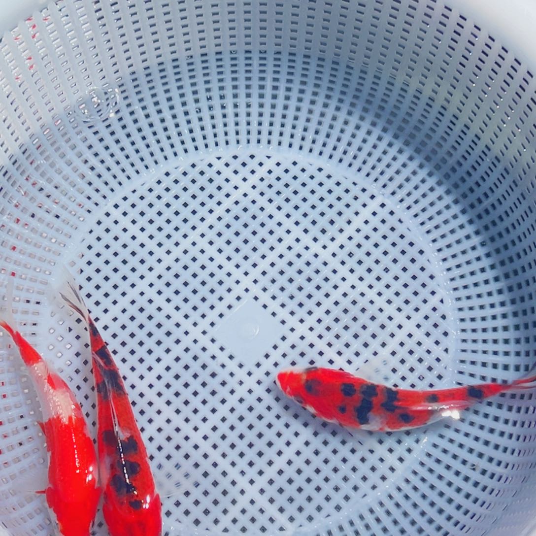 锦鲤锦鲤观赏鱼8888