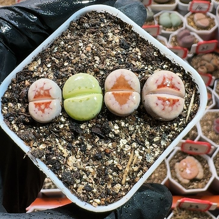 生石花122555。 235