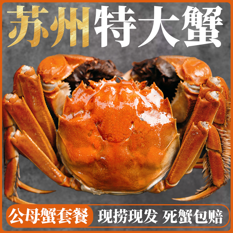 【活蟹】精挑大闸蟹公蟹5.0-4.7两共6/10只装鲜活冷链XJ