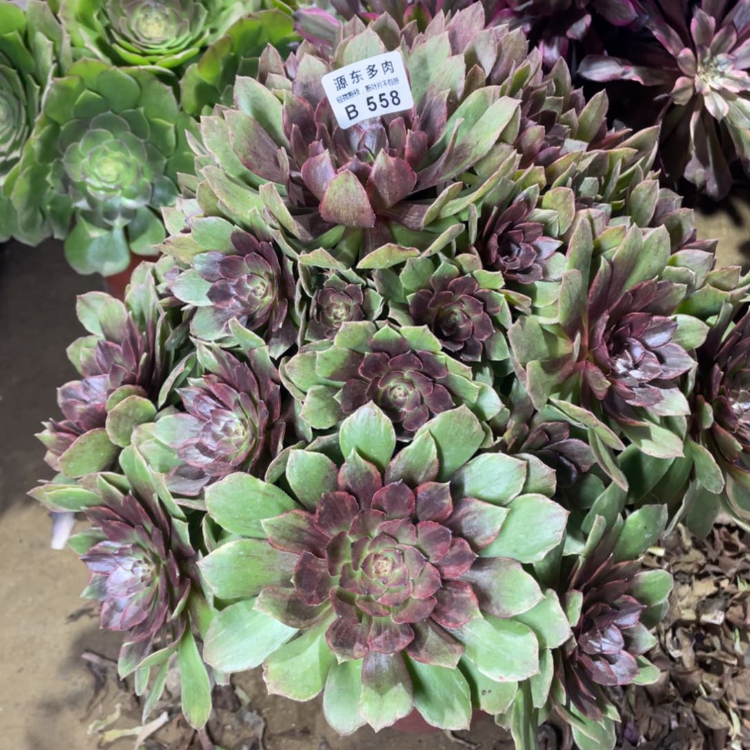 558红丝多肉法师断枝不包