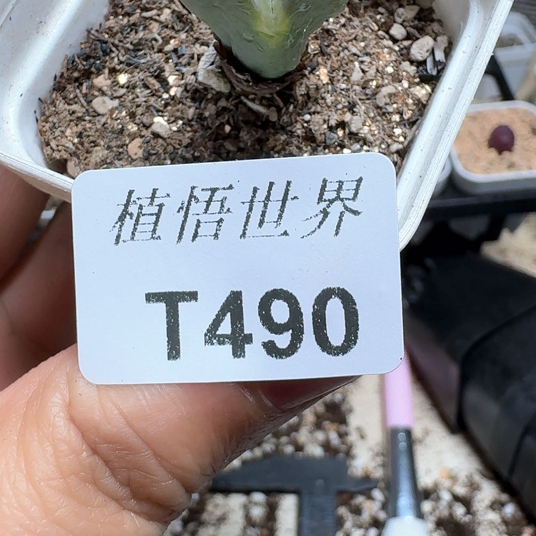 490号多肉植物哇d g v