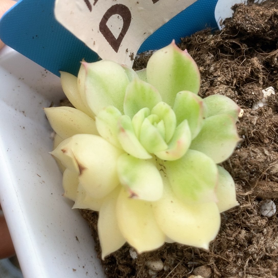 111不知名杂锦锦锦锦锦锦