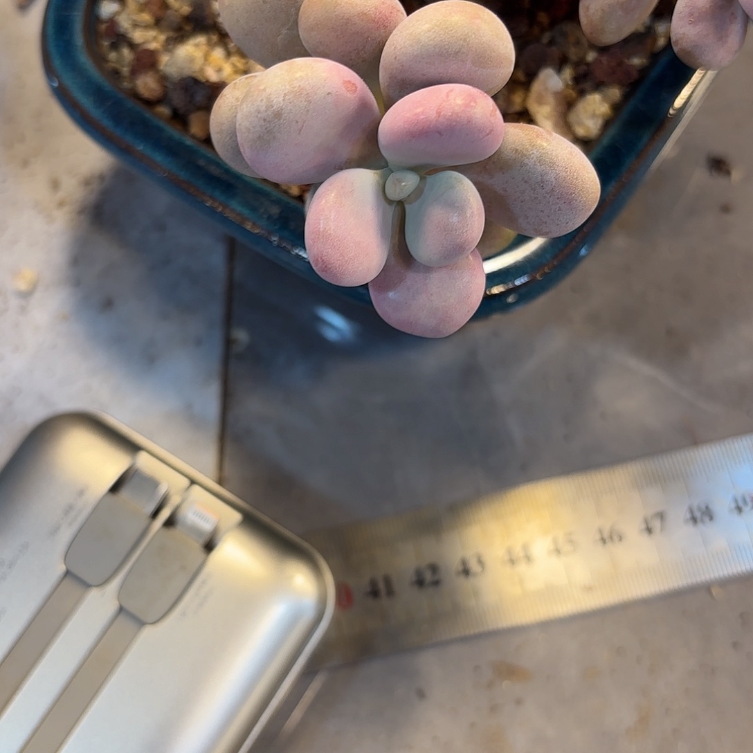 M****@15cm冠服+随机圆叶一棵福袋