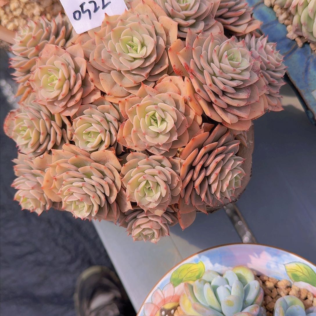 小***?0522带盆杂交多肉