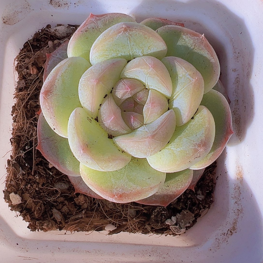 单头纹星珍妮发样品