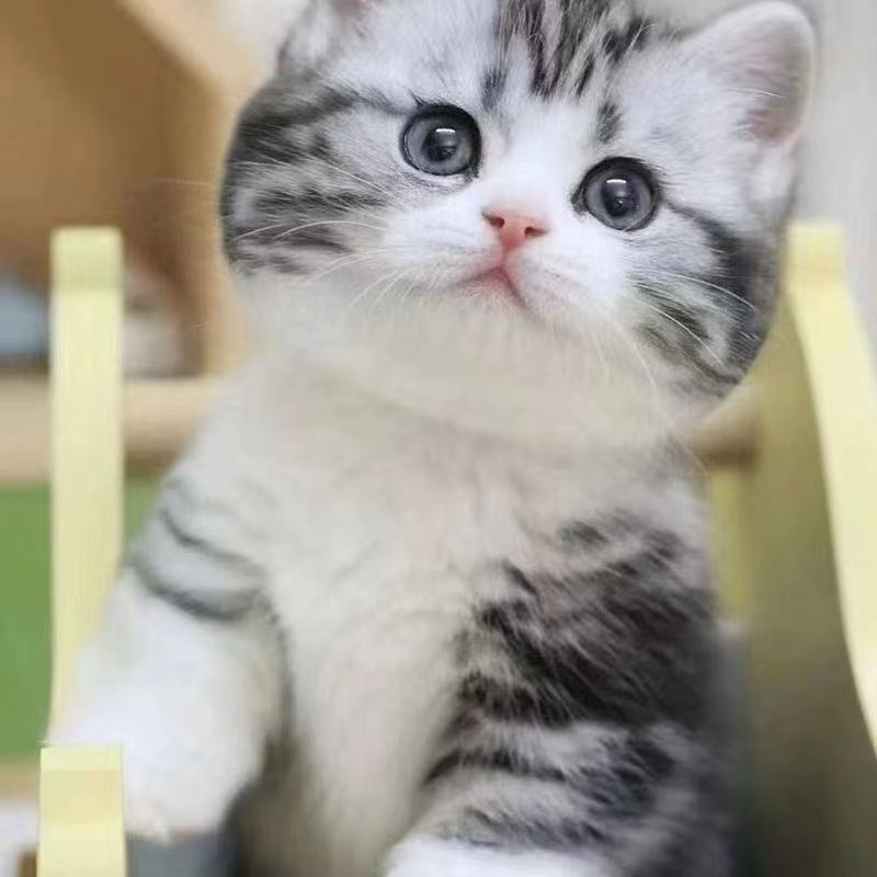 美短起司猫加白美国短毛猫幼猫便宜宠物猫咪活物真猫家养温顺甜美