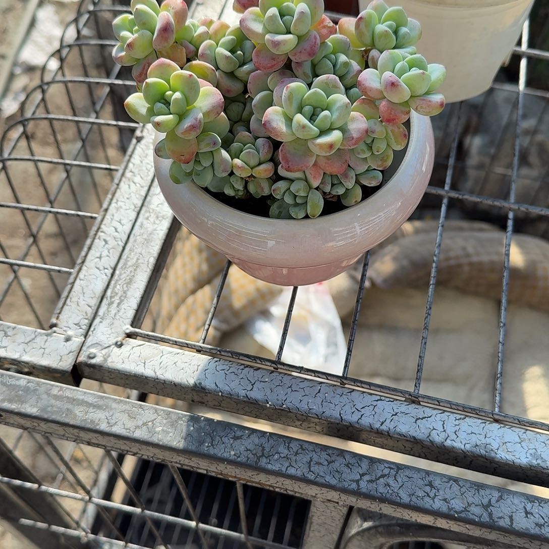 奎***）劳尔加花盆多肉植物种好