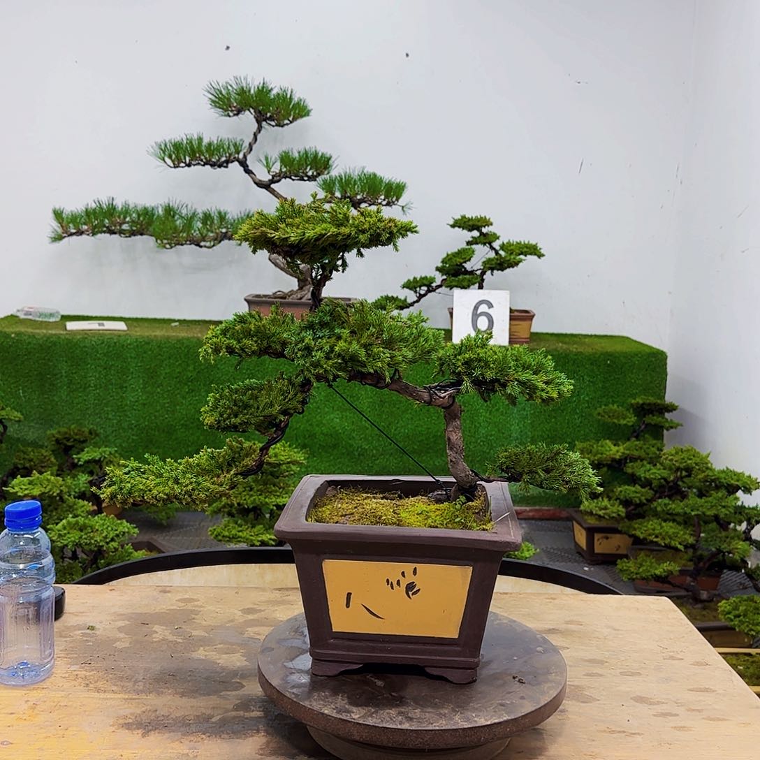 盆景盆景盆景盆景