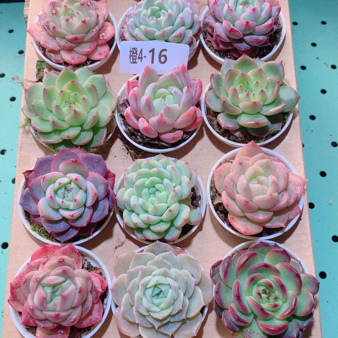 4-16一物一拍多肉带盆18颗