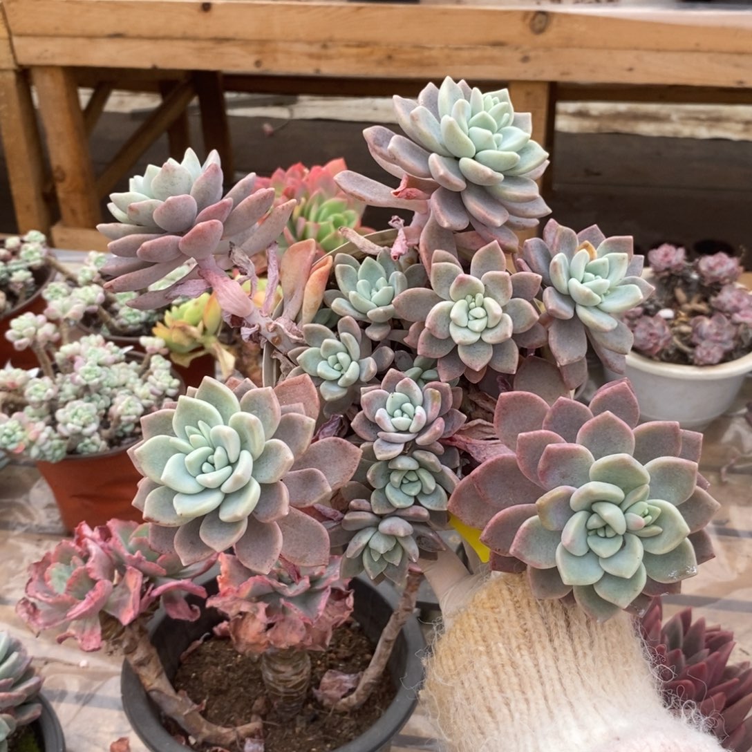 246克洛伊一物一拍