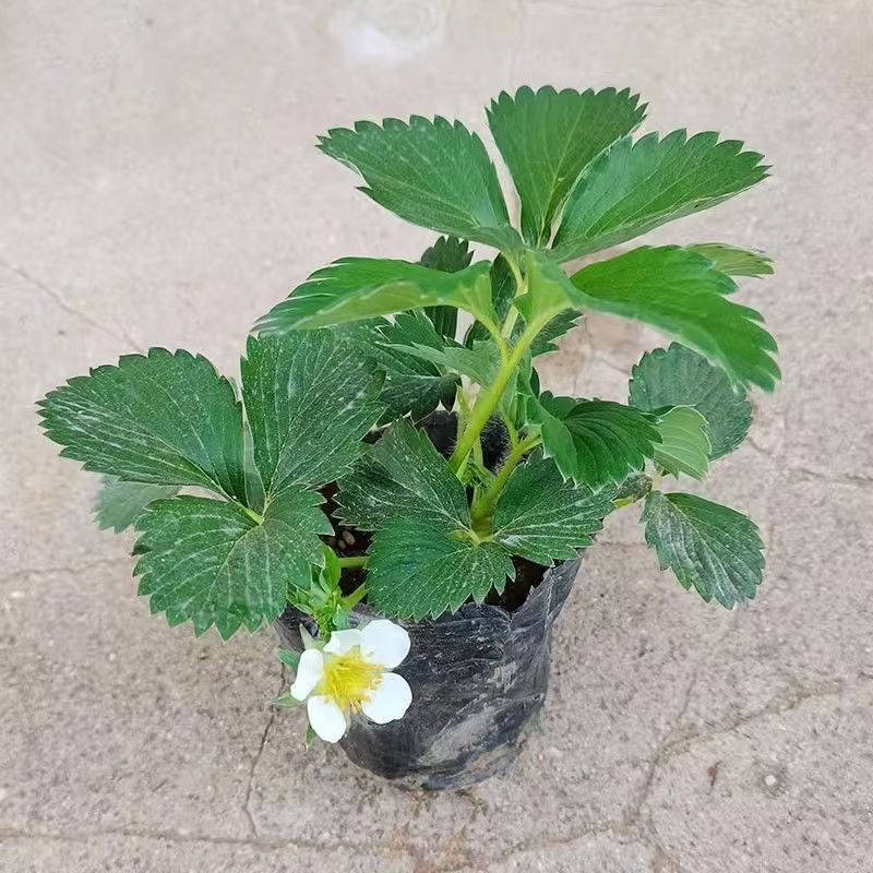 (20天结果)奶油草莓盆栽红颜草莓秧苗裸根苗南北方种植当年可结果