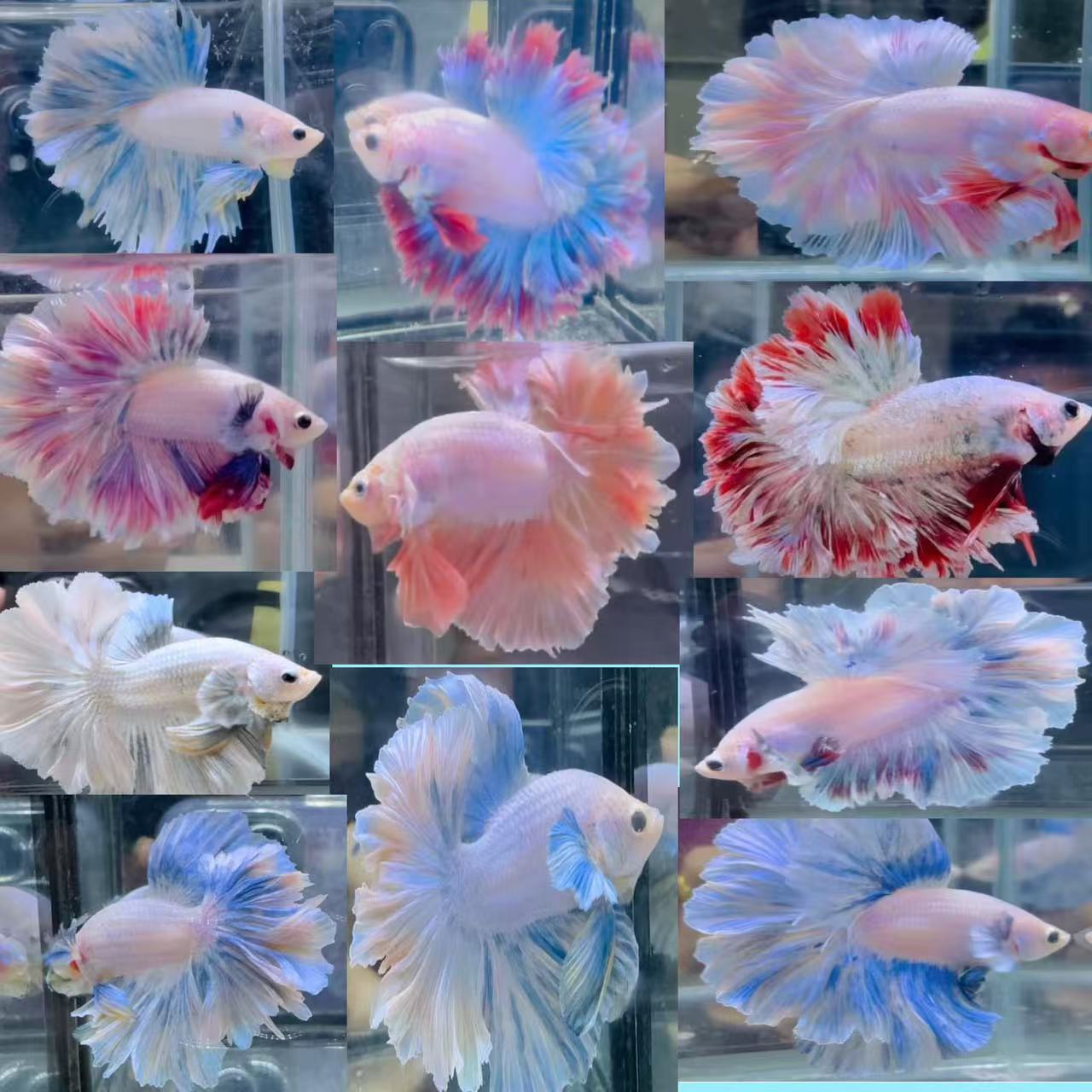 泰国斗鱼〈1号-60号〉活体热带淡水观赏鱼