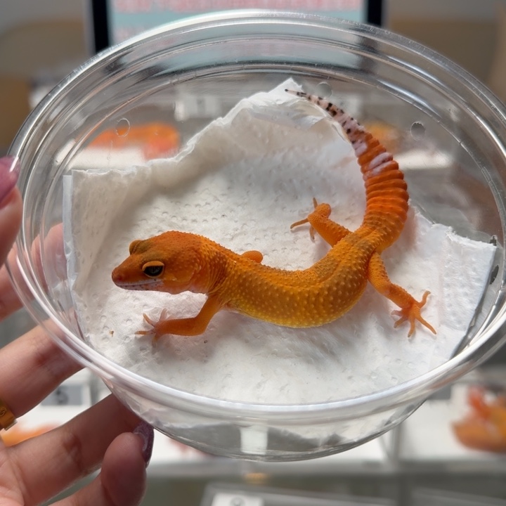 豹纹守宫蜜桔母温