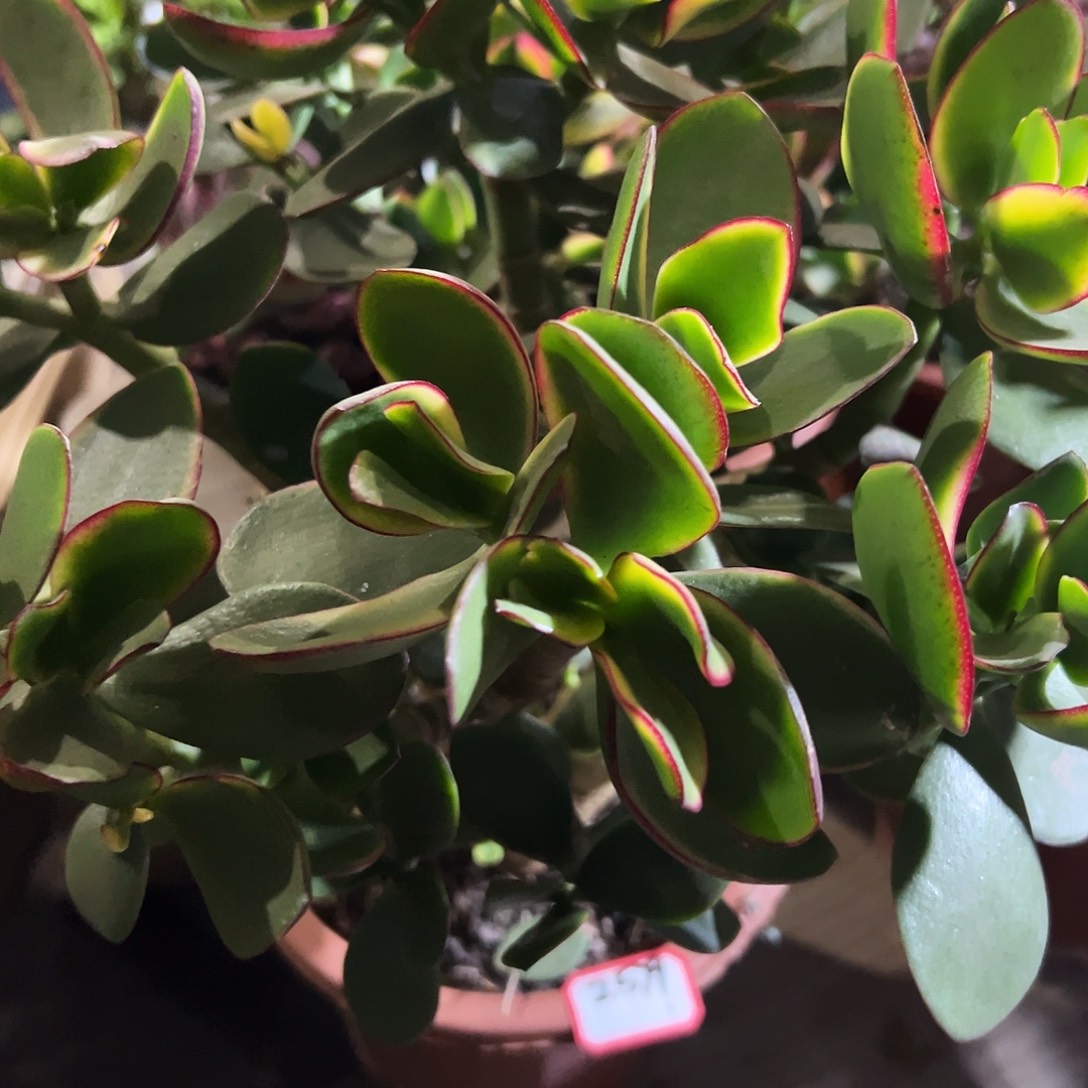 宝***稀有新花月锦带土球发货2579