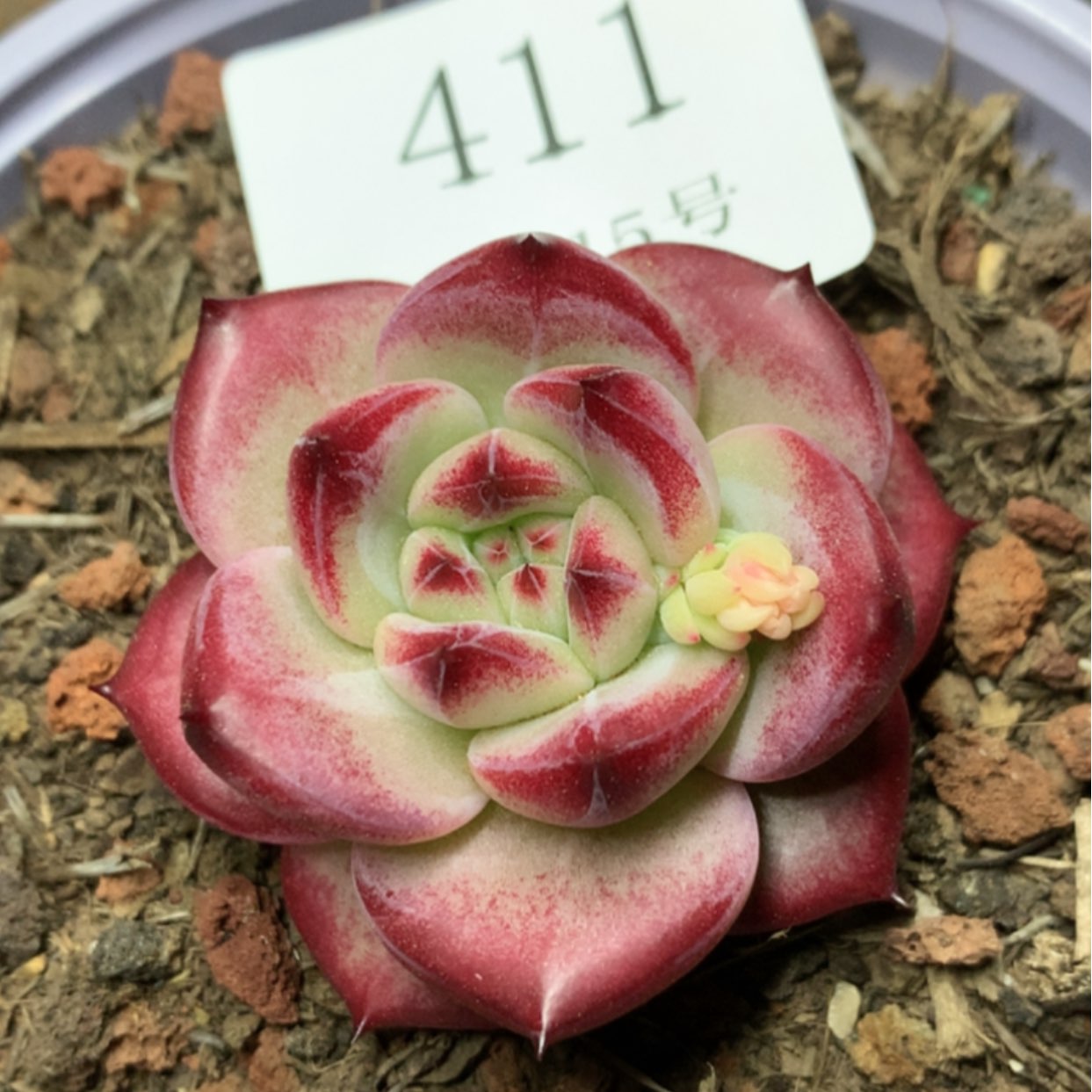 【闪购商品】云411