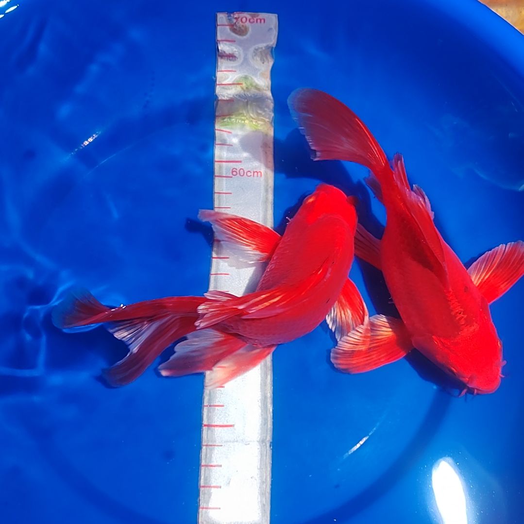 蝴蝶鲤一对一挑选直播间