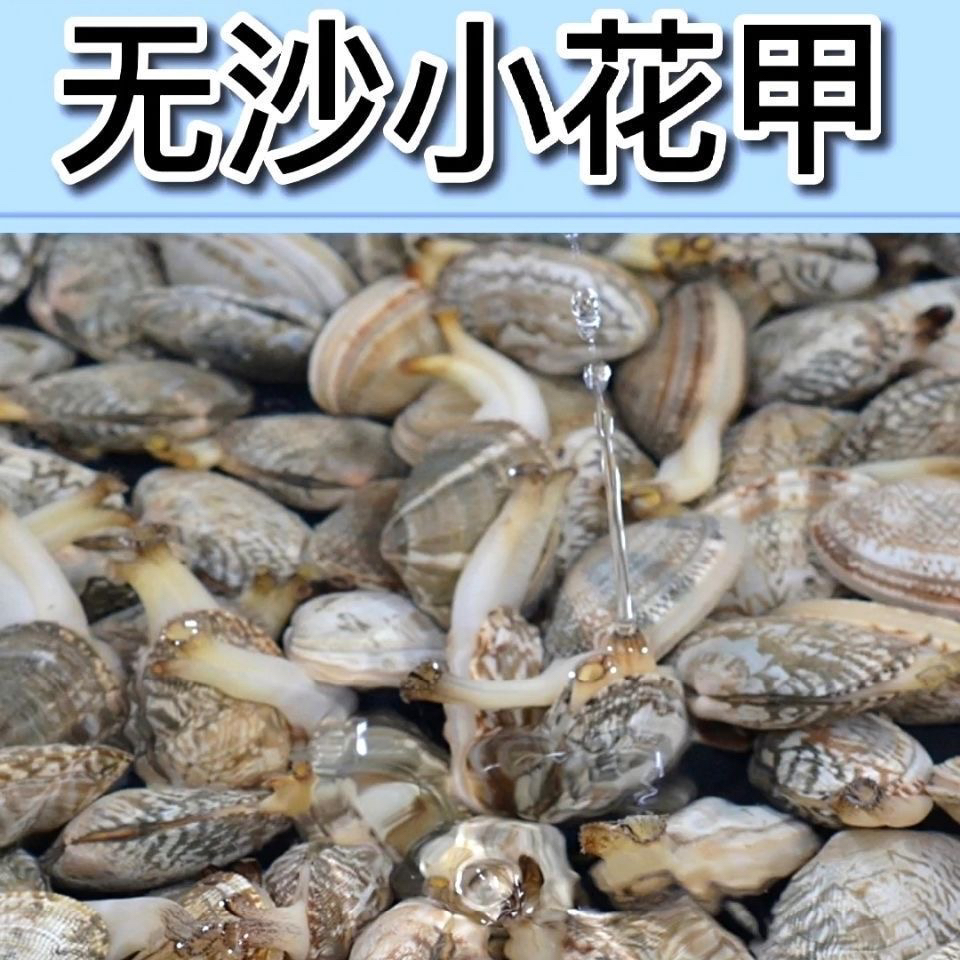 天津渤海海鲜本地花蛤鲜活发货一斤40多粒（包活无沙）