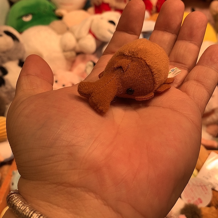 毛绒豆袋甲虫哈哈哈哈