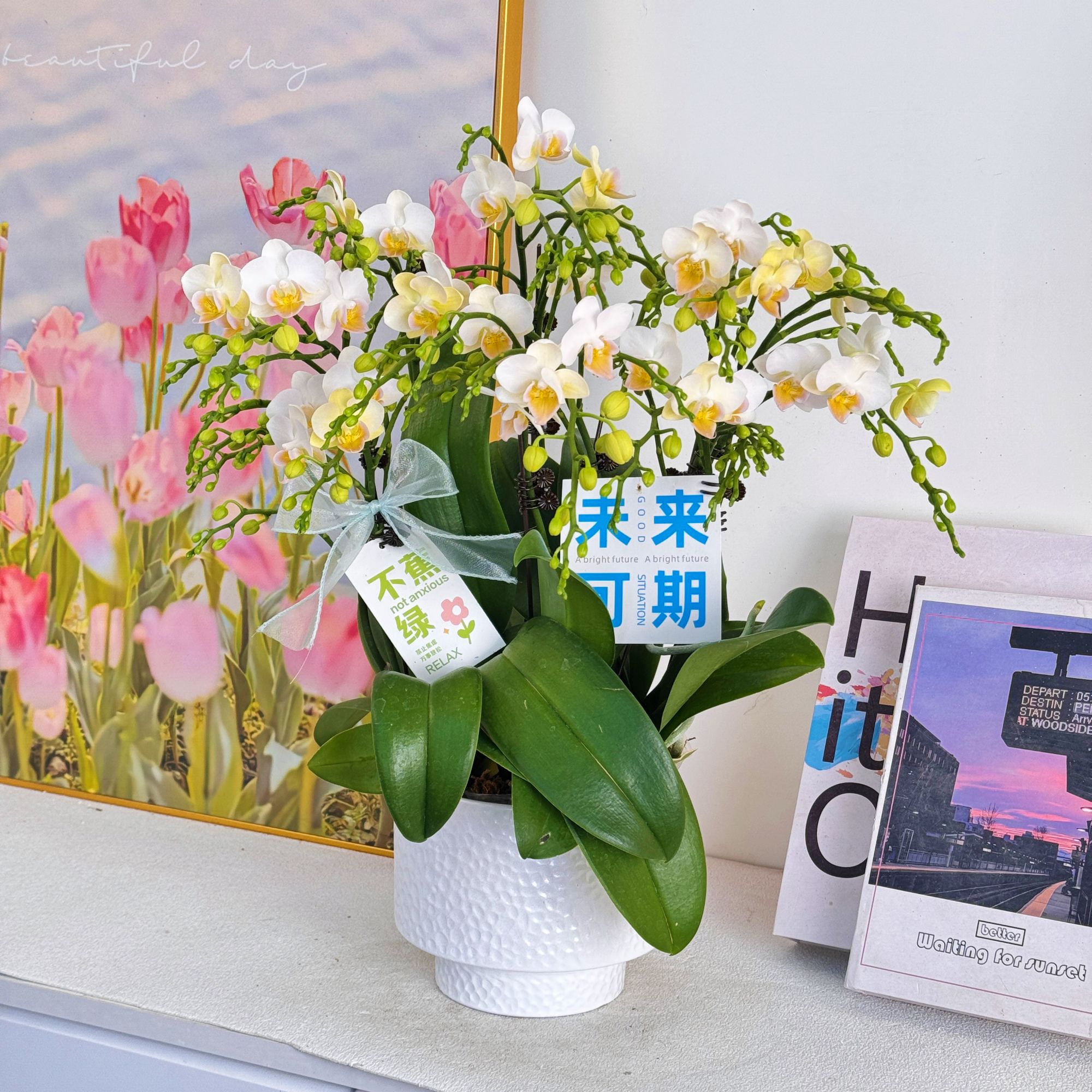 【嫦娥】室内蝴蝶兰花盆栽  年宵花  懒人绿植  送人送礼